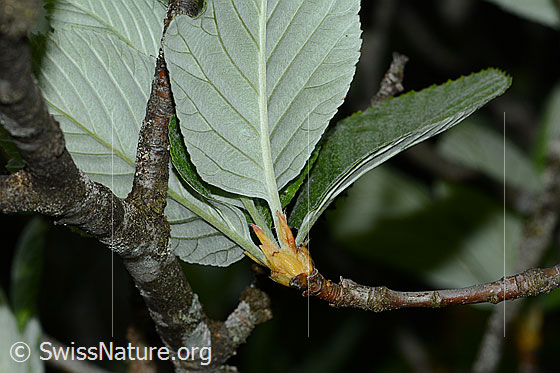 Foto: Bergulme (Ulmus glabra). Blattunterseite.