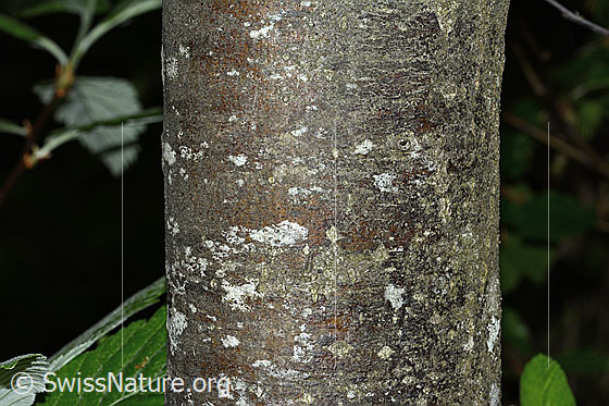 Foto: Bergulme (Ulmus glabra). Stämmchen einer jungen Bergulme.