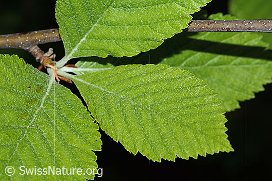 Foto: Bergulme (Ulmus glabra).