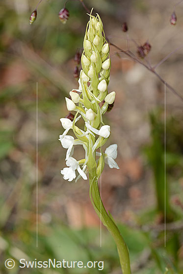 Foto: Wahrscheinlich Langspornige Handwurz (Gymnadenia conopsea). Blütenstand. Weisses Exemplar.