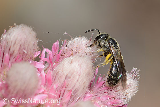 Photo: Probably Dufourea minuta on Antennaria dioica. Length 6mm. Female. View from the side.