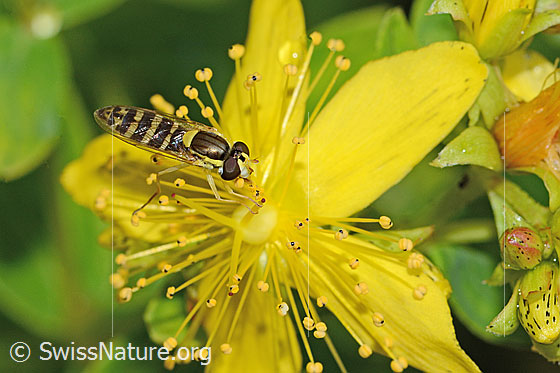 Foto: Gewöhnliche Langbauchschwebfliege (Sphaerophoria scripta) auf Geflecktem Johanniskraut (Hypericum maculatum). Flügel geschlossen. Ansicht von seitlich oben.