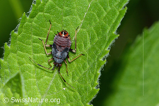 Photo: Deraeocoris ruber. Nymphe.