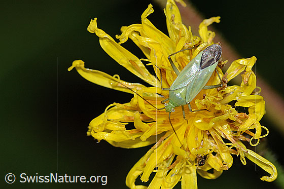 Foto: Grüne Distelwanze (Calocoris affinis) auf Blume. Ansicht von oben.