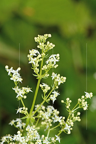 Weisses Labkraut (Galium album)