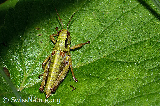Photo: Miramella alpina. Length 16mm. Nymph stage 5. View from above.