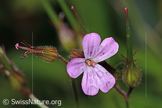 Foto: Ruprechtskraut (Geranium robertianum). Blüte.