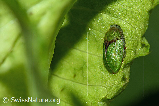 Foto: Wahrscheinlich Distelschildkäfer (Cassida rubiginosa). Länge 7mm. Ansicht von der Seite.