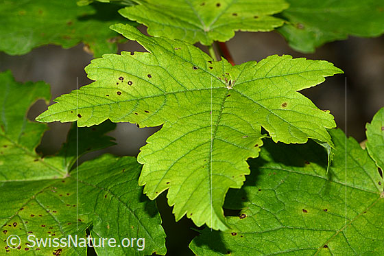 Berg-Ahorn (Acer pseudoplatanus)