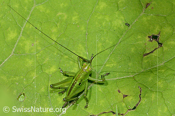 Photo: Tettigonia viridissima. Female. (5. Nymph stage).