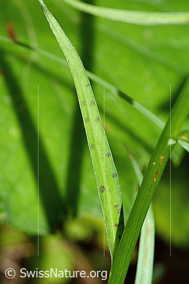 Photo: Dactylorhiza fuchsii. Stem and stem leaves.