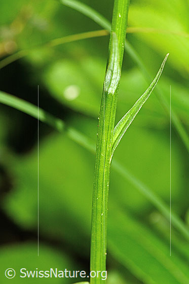 Photo: Dactylorhiza fuchsii. Stem and stem leaves.