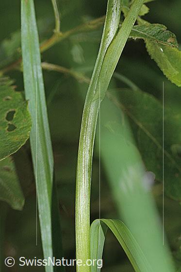 Photo: Dactylorhiza fuchsii. Stem and stem leaves.