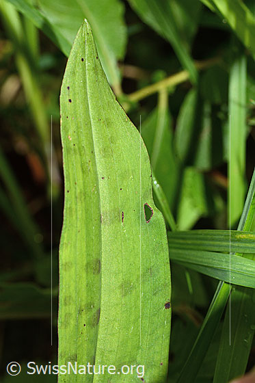 Photo: Dactylorhiza fuchsii. Leaf.