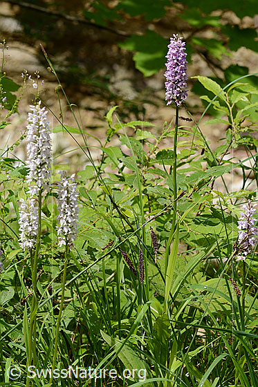 Photo: Dactylorhiza fuchsii. Whole plant (habiti).
