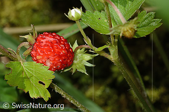 Wald-Erdbeere (Fragaria vesca)
