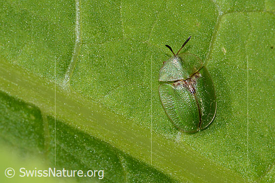 Distelschildkäfer (Cassida rubiginosa)