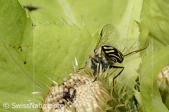 Foto: Frühe Grossstirnschwebfliege (Scaeva selenitica) auf Kohldistel (Cirsium oleraceum). Ansicht von hinten.