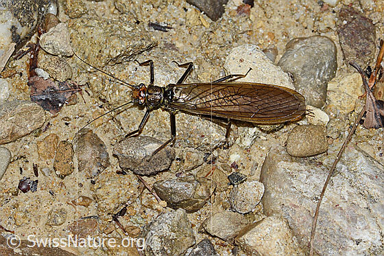 Foto: Bach-Perlensteinfliege (Perla marginata). Weibchen. Länge: 32mm. Ansicht von oben.
