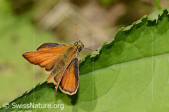 Foto: Braunkolbiger Braundickkopffalter (Thymelicus sylvestris). Ansicht von oben.