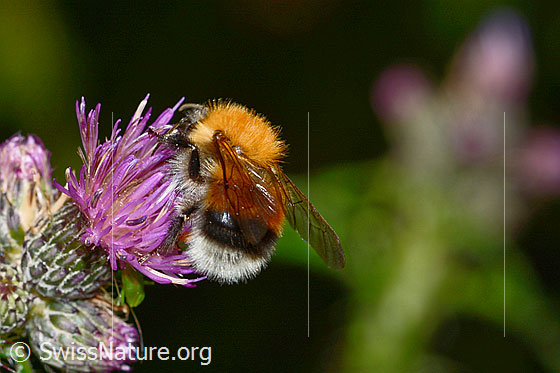 Foto: Wahrscheinlich Baumhummel (Bombus hypnorum) auf Sumpf-Kratzdistel (Cirsium palustre). Länge 15mm. Männchen. Ansicht von schräg hinten.