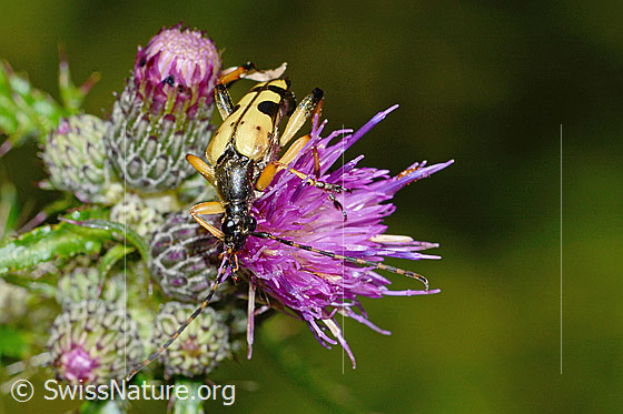 Foto: Gefleckter Schmalbock (Rutpela maculata) auf Sumpf-Kratzdistel (Cirsium palustre). Ansicht von vorne oben.