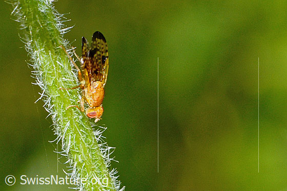 Foto: Xyphosia miliaria (Bohrfliege) auf Stängel einer Sumpf-Kratzdistel (Cirsium palustre). Länge 6mm. Ansicht von seitlich oben.