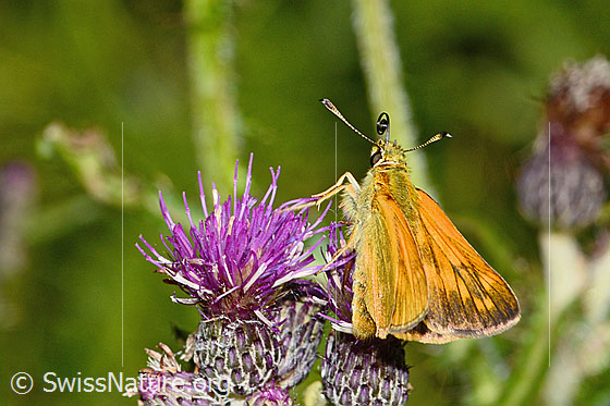 Foto: Rostfarbiger Dickkopffalter (Ochlodes sylvanus) auf Sumpf-Kratzdistel (Cirsium palustre). Flügel halb geöffnet. Ansicht von seitlich oben.