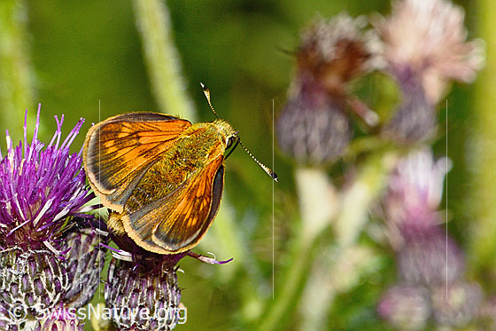 Foto: Rostfarbiger Dickkopffalter (Ochlodes sylvanus) auf Sumpf-Kratzdistel (Cirsium palustre). Ansicht von hinten oben.