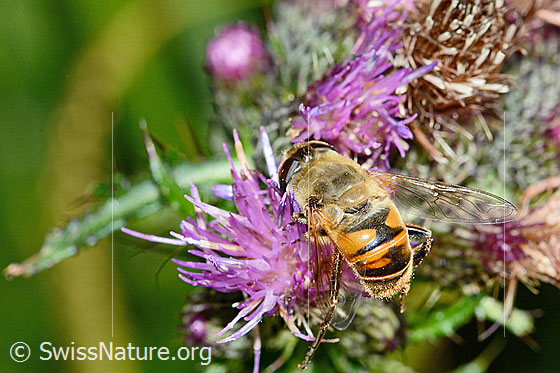 Foto: Mistbiene (Eristalis tenax) auf Sumpf-Kratzdistel (Cirsium palustre). Länge 13mm. Weibchen. Ansicht von seitlich hinten oben.