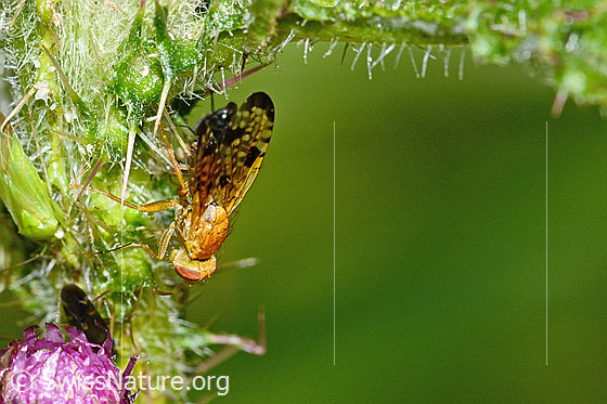 Foto: Xyphosia miliaria (Bohrfliege) auf Sumpf-Kratzdistel (Cirsium palustre). Länge 6mm. Ansicht von seitlich oben.