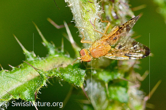Foto: Xyphosia miliaria (Bohrfliege) auf Sumpf-Kratzdistel (Cirsium palustre). Länge 6mm. Ansicht von vorne oben.