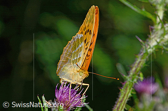 Foto: Kaisermantel (Argynnis paphia) auf Sumpf-Kratzdistel (Cirsium palustre). Flügel geschlossen. Ansicht von vorne.