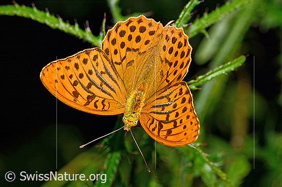 Foto: Kaisermantel (Argynnis paphia) auf Sumpf-Kratzdistel (Cirsium palustre). Flügel geöffnet. Ansicht von oben.
