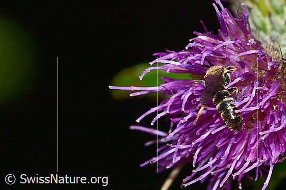 Foto: Wahrscheinlich Gewöhnliche Schmalbiene (Lasioglossum calceatum) auf Sumpf-Kratzdistel (Cirsium palustre). Länge 8mm. Männchen. Wird auch Gemeine Schmalbiene, Gemeine Furchenbiene oder Halictus calceatus genannt. Ansicht von hinten oben.