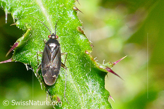 Foto: Braunschwarze Nesselweichwanze (Plagiognathus arbustorum) auf Blatt einer Sumpf-Kratzdistel (Cirsium palustre). Länge 4.5mm. Ansicht von oben.