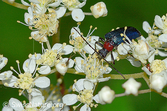 Foto: Blaubock (Gaurotes virginea) an Moor-Geissbart (Filipendula ulmaria). Länge 10mm. Wird auch Carilia virginea genannt. Ansicht von vorne.