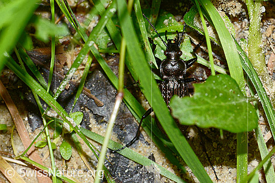 Foto: Körniger Laufkäfer (Carabus granulatus). Länge 17 - 23mm. Wird auch Gekörnter Laufkäfer genannt. Ansicht von oben.