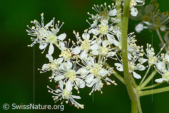 Moor-Geissbart (Filipendula ulmaria)