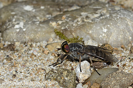 Foto: Gemeine Viehbremse (Tabanus bromius). Länge 15mm. Weibchen. Ansicht von schräg vorne.