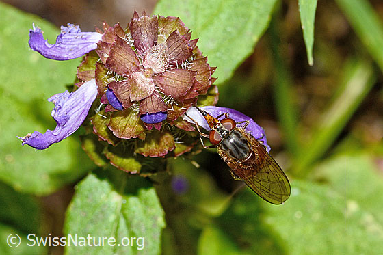 Foto: Gemeine Schnauzenschwebfliege (Rhingia campestris) an Gemeine Brunelle (Prunella vulgaris). Länge 11mm. Weibchen. Ansicht von oben.