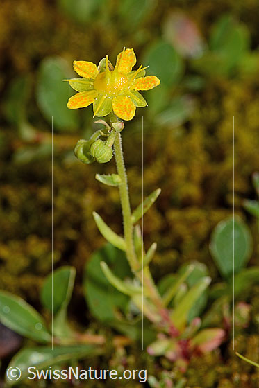 Photo: Saxifraga aizoides. Blossom, stem and stem leaves..