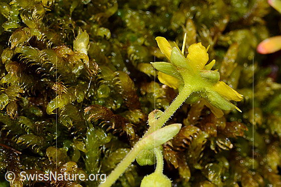 Photo: Saxifraga aizoides. Sepals and stem.