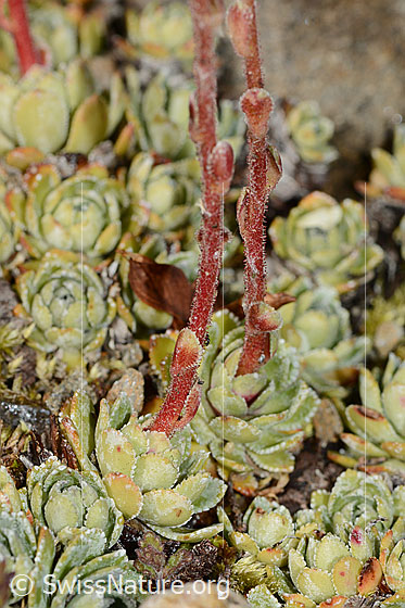 Foto: Trauben-Steinbrech (Saxifraga paniculata). Blattrosetten und Stängel.