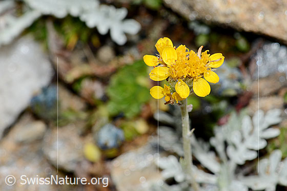 Foto: Graues Greiskraut (Senecio incanus). Blüten.