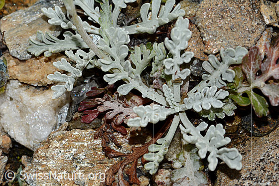 Foto: Graues Greiskraut (Senecio incanus). Blätter.