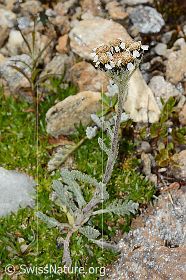 Foto: Zwerg-Schafgarbe (Achillea nana). Ganze Pflanze (Habitus). Ansicht von der Seite.