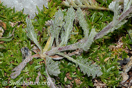 Foto: Zwerg-Schafgarbe (Achillea nana). Blätter und Stängel.