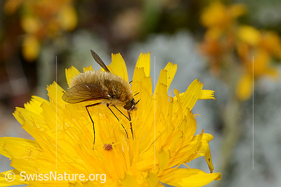 Photo: Bombylius cinerascens. Length 10mm. Female. View from the side.