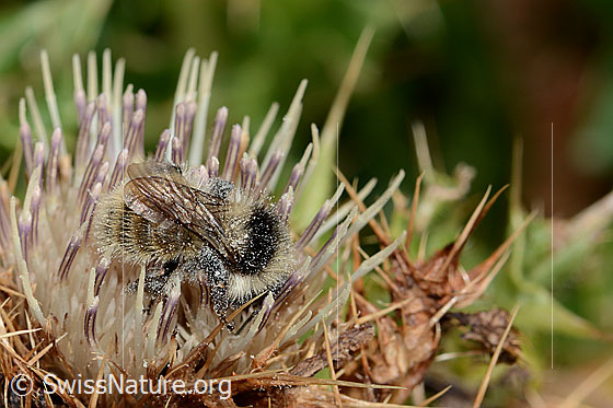 Foto: Berghummel (Bombus mesomelas) auf Alpen-Kratzdistel (Cirsium spinosissimum). Länge 15mm. Ansicht von oben.